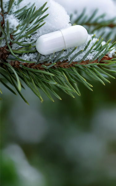 Cápsula blanca vegetal sobre rama de pino con nieve, versión mobile