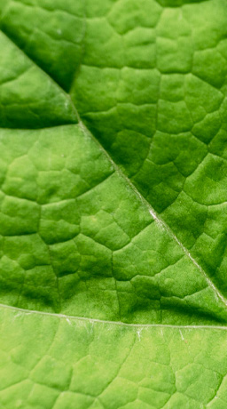Cápsulas Vegetales